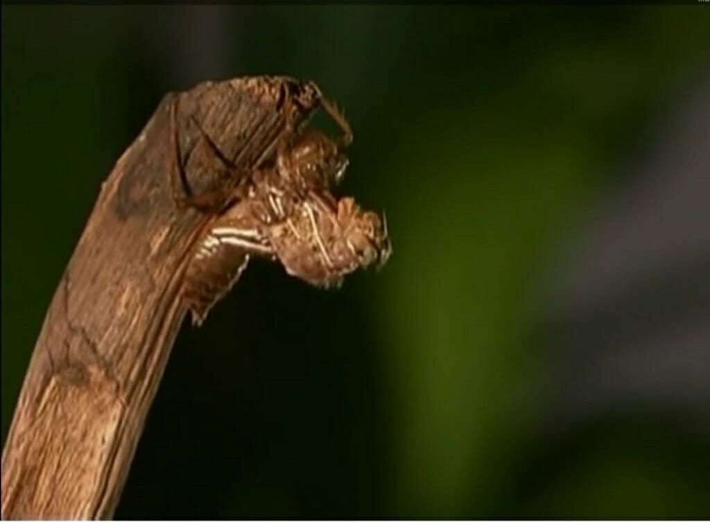 dragonfly on a tree branch