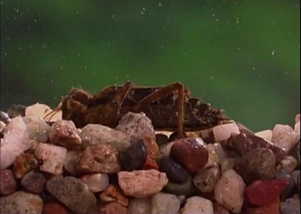 dragonfly resting on stones