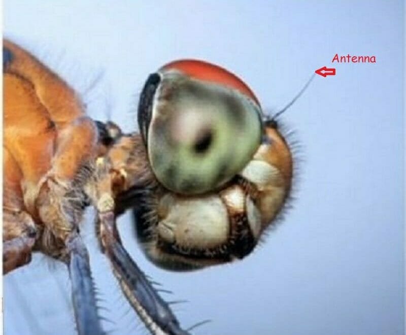 dragonfly's antenna in zoom