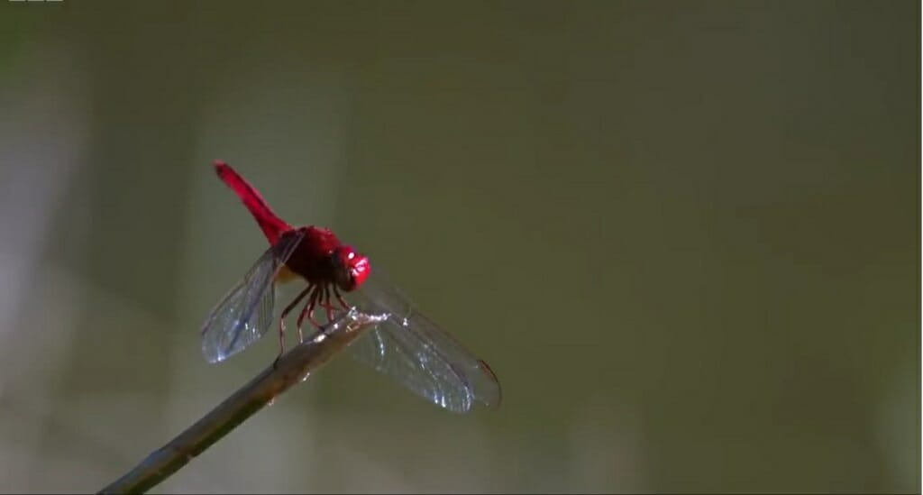 red dragonfly on a twig