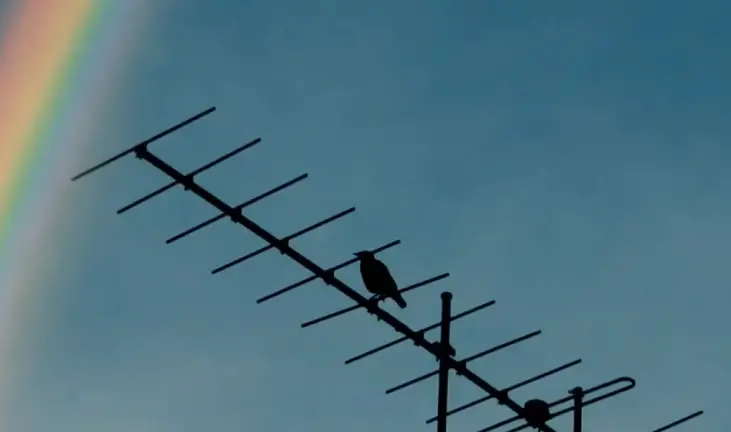 outdoor antenna with a bird resting and a rainbow above